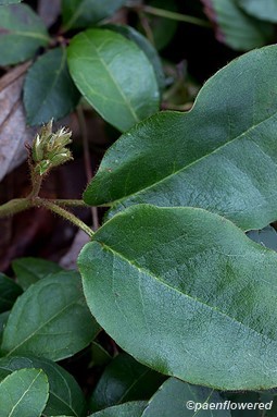 Leaves and flower buds